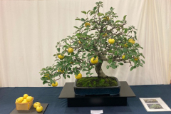 Apple-Malus-sp.-Pfeifer-photo