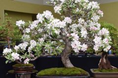 Apple-Malus-sp.-Sinclair-photo