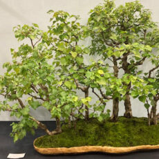 Clive Taylor Birch Forest accepted to National Bonsai Exhibition Clive Taylor Birch Forest accepted to National Bonsai Exhibition
