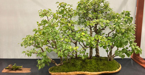 Clive Taylor Birch Forest accepted to National Bonsai Exhibition