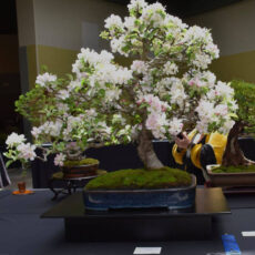 Favorite Bonsai at 2021 at Michigan All-State Bonsai Show Favorite Bonsai at 2021 at Michigan All-State Bonsai Show