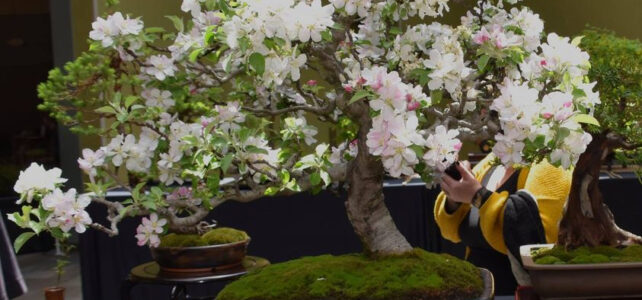 Favorite Bonsai at 2021 at Michigan All-State Bonsai Show